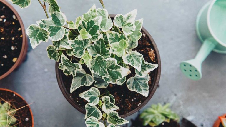 Comment faire pousser du lierre à partir de boutures – des moyens simples de propager ces plantes rampantes