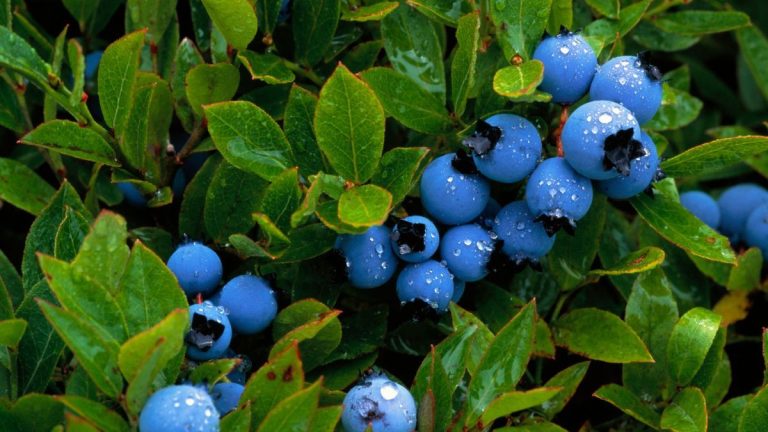 Quand planter des bleuets pour des récoltes abondantes de baies nutritives