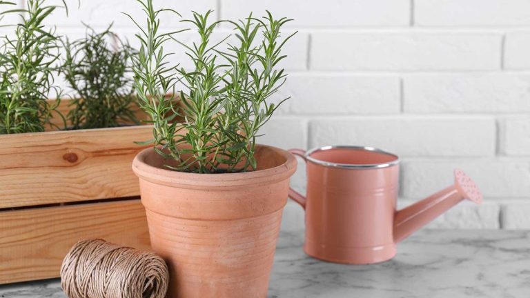 Comment faire pousser du romarin à l'intérieur – conseils d'experts pour des herbes heureuses dans votre maison