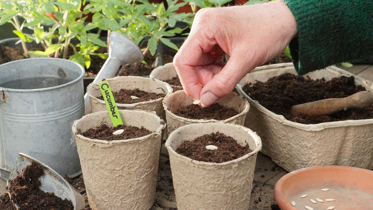 Comment conserver les graines de concombre – pour planter une nouvelle ...