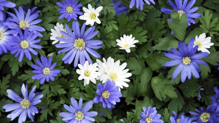 Quand planter les bulbes d’anémones – le bon moment pour les types à floraison printanière et estivale