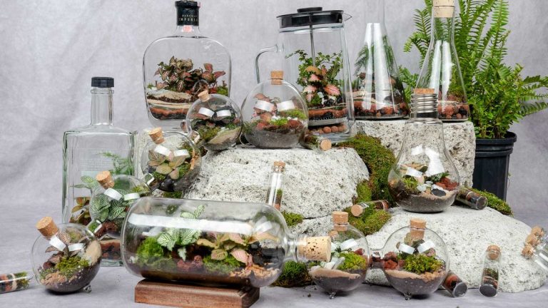 Entretien du terrarium – conseils d'experts sur la façon de prendre soin de ces beautés botaniques miniatures