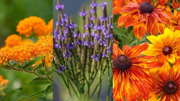 8 fleurs sauvages indigènes à semer en octobre pour un lopin de prairie au printemps prochain