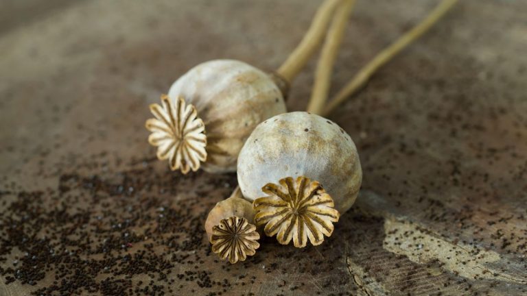 7 meilleures plantes pour les têtes de graines – pour un drame durable pendant les mois d'hiver