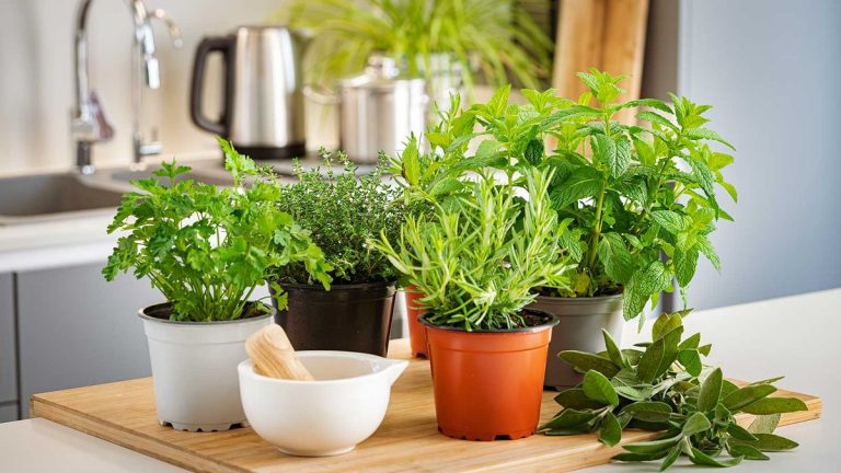Comment conserver les herbes du commerce en vie à l’intérieur – 5 conseils pour la fraîcheur et la saveur