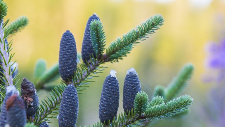 Guide d’entretien et de culture du sapin baumier – conseils d’experts pour ces arbres à feuilles persistantes