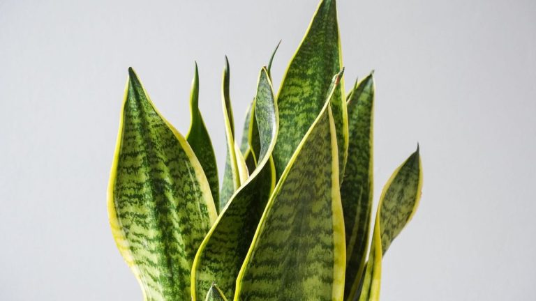 Comment tailler une plante serpent – ​​4 étapes simples pour des plantes d’intérieur saines