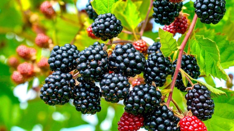 Meilleures ronces – 8 options faciles à vivre pour les baies et les fleurs