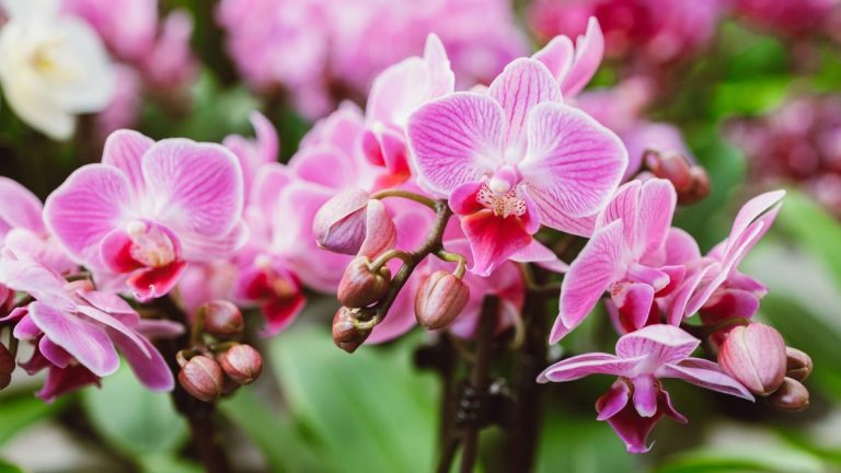 Comment fertiliser les orchidées pour des plantes d’intérieur saines – et les meilleurs aliments à utiliser