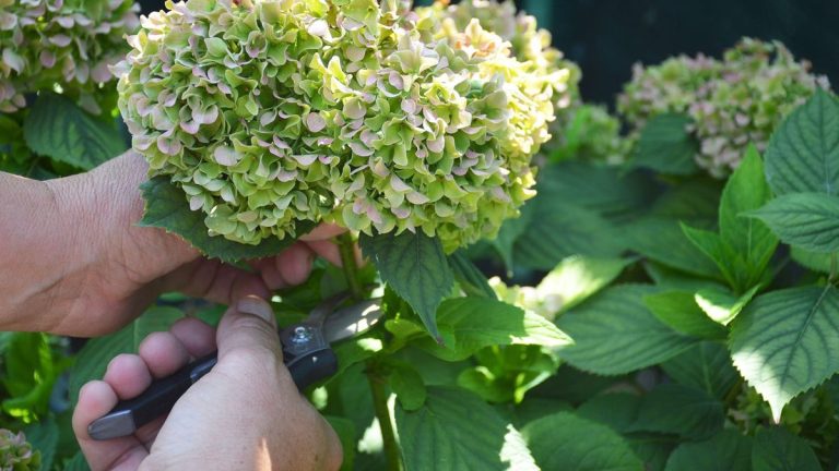 5 erreurs de taille d’hortensia – et comment éviter de les commettre