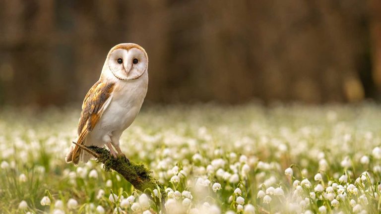 Comment attirer les hiboux dans votre jardin – 3 façons professionnelles d'accueillir ces magnifiques oiseaux