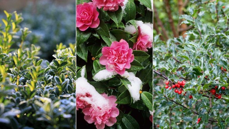 Plantes d'hiver pour l'intimité – 10 choix résilients pour un écran naturel