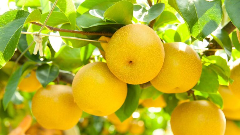 Comment cultiver des poires asiatiques – les experts révèlent leurs conseils pour cultiver cette délicatesse juteuse