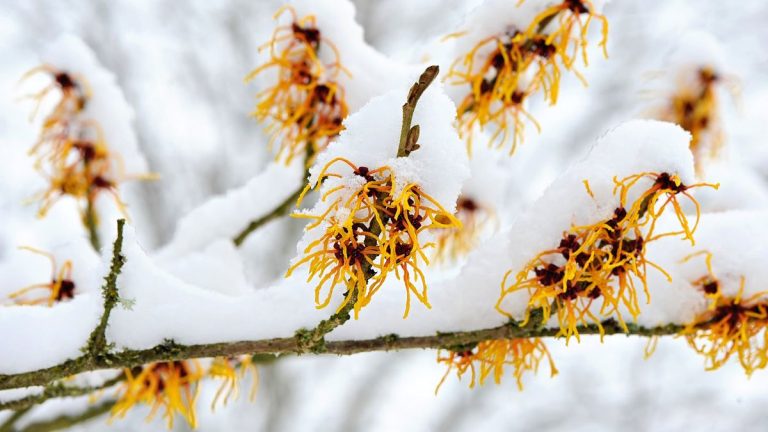 7 plantes résistantes au gel qui font le spectacle même pendant les hivers froids