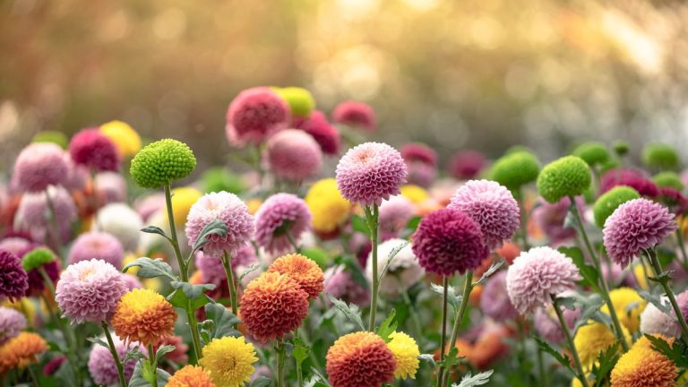 Fleurs d'automne pour pots – 10 superbes fleurs pour ajouter de la couleur et de l'intérêt saisonniers