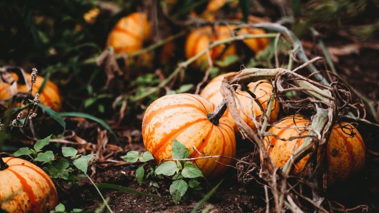 Quand cueillir une citrouille de la vigne – conseils d’experts pour les fruits les plus mûrs