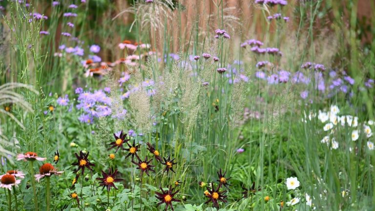 Qu’est-ce que la plantation de prairies ?  Et comment faire fonctionner ce look naturaliste dans votre jardin