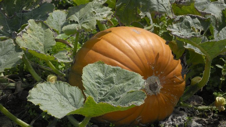Comment faire pousser une citrouille géante – 6 étapes essentielles pour maximiser la taille de vos cultures