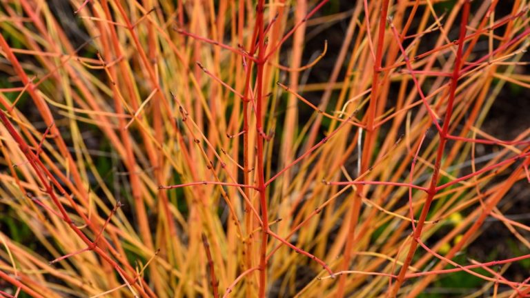 Plantes aux couleurs d’automne – 5 idées pour de belles bordures