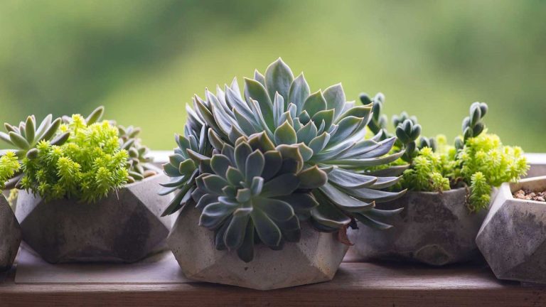 Comment tailler les plantes succulentes – meilleurs conseils pour couper les plantes traînantes, sur pattes et endommagées