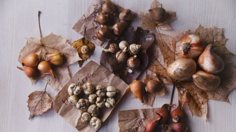 À quelle profondeur planter les bulbes – obtenez la bonne profondeur pour garantir votre floraison