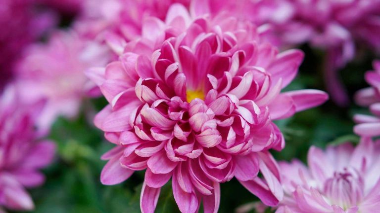 Comment propager des chrysanthèmes – pour cultiver gratuitement davantage de ces favoris d’automne
