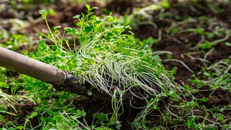 Les engrais verts : une solution simple et écologique pour améliorer vos sols