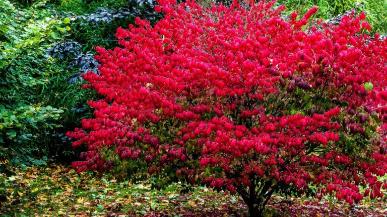 Quand tailler un buisson ardent pour que ces arbustes spectaculaires restent à leur meilleur