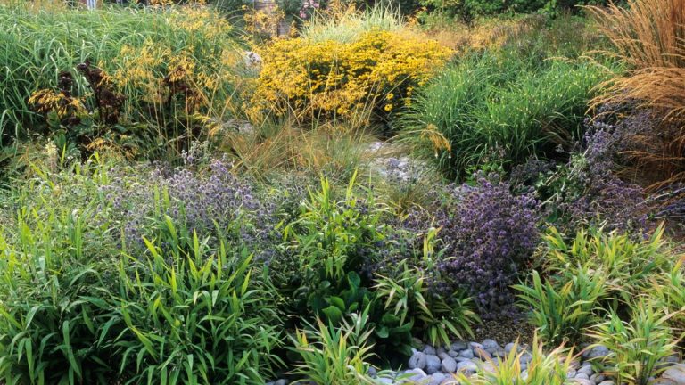 7 des meilleures graminées indigènes – pour ajouter du drame et du mouvement à votre jardin