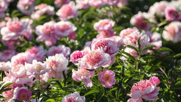 Comment hiverner les pivoines : protégez ces belles plantes lorsque les températures baissent