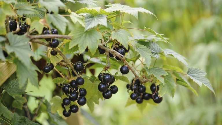 Quand et comment tailler le cassis pour des récoltes abondantes garanties