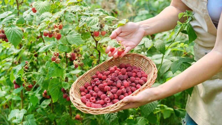 Quand planter des framboises – les meilleurs moments pour les plantes à racines nues et en pot