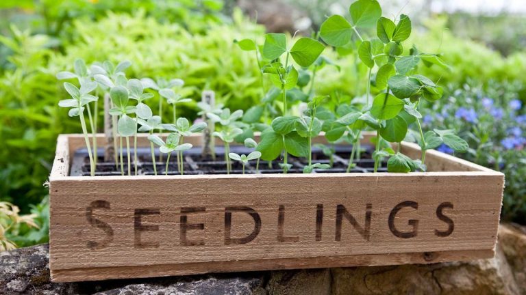 Comment empêcher les souris de manger vos pois de senteur – pour que vous puissiez faire pousser une abondance de fleurs