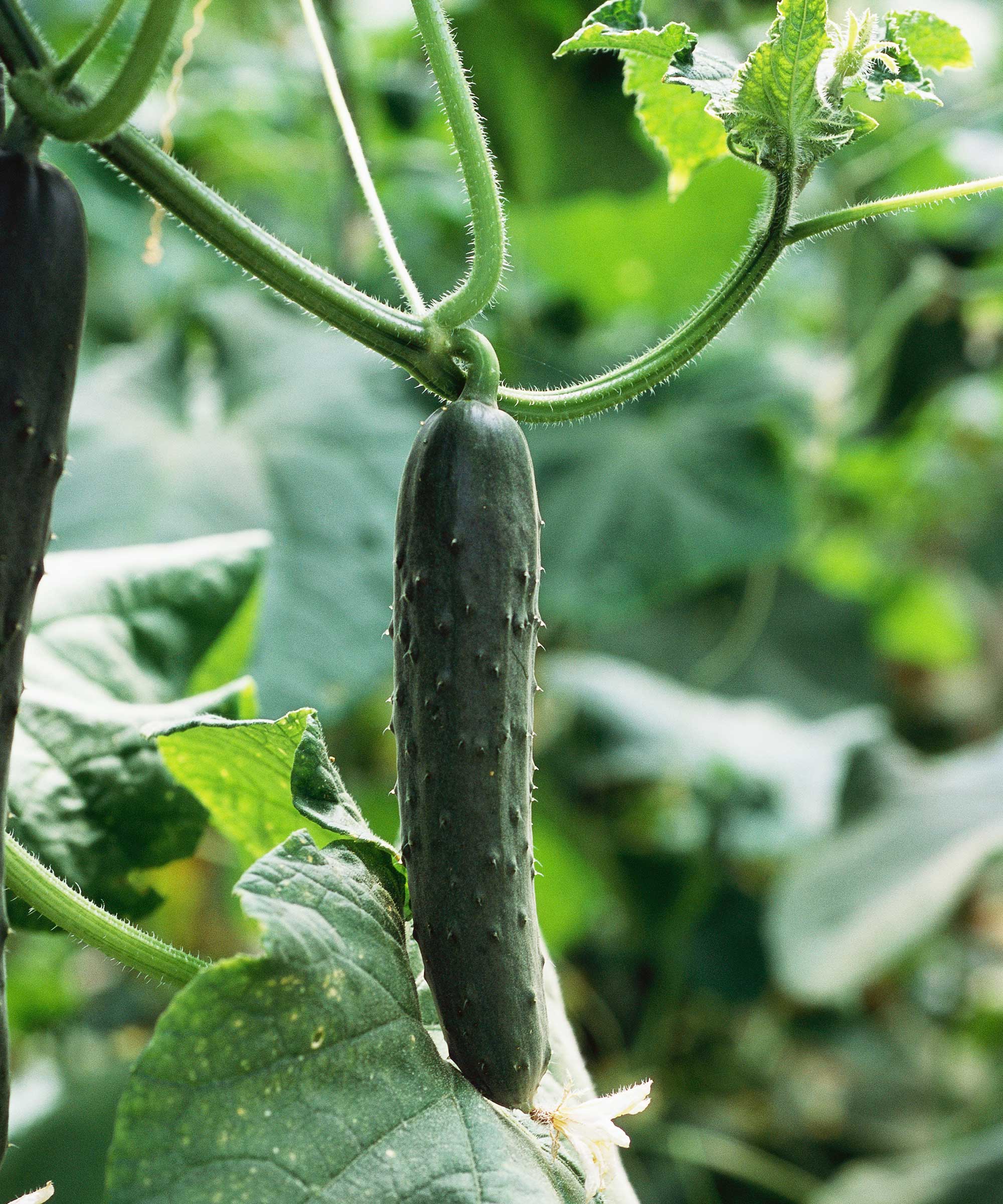 Comment conserver les graines de concombre – pour planter une nouvelle ...
