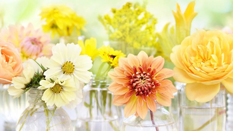 Comment utiliser le symbole du chrysanthème en Feng Shui pour embellir votre maison Comment utiliser le symbole du chrysanthème en Feng Shui pour embellir votre maison