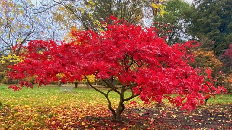 9 erreurs liées aux arbres – et des moyens experts pour les éviter