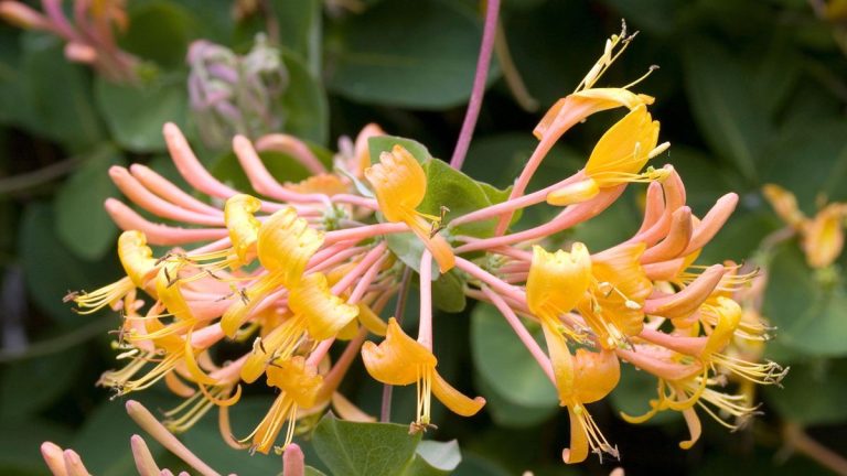 10 meilleurs chèvrefeuilles – pour le parfum et les fleurs même en hiver