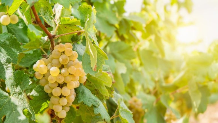 Quand tailler les vignes – conseils d'experts pour bien choisir le moment « critique »