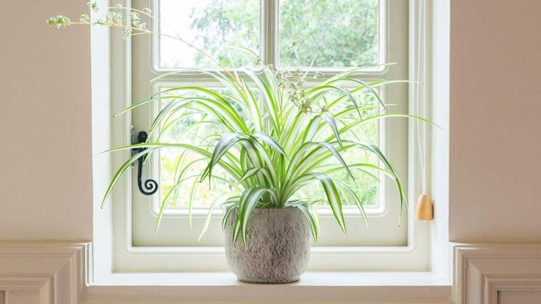 Pourquoi ma plante araignée est-elle en train de mourir ?  Les experts révèlent les causes communes et les solutions
