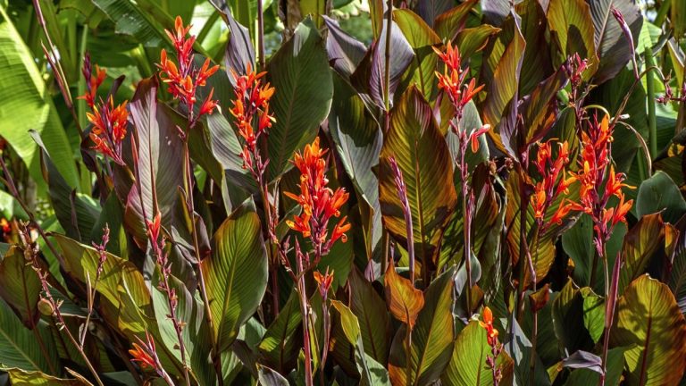 Comment hiverner les bulbes de canna – conseils d’experts sur la façon de conserver ces fleurs vivaces