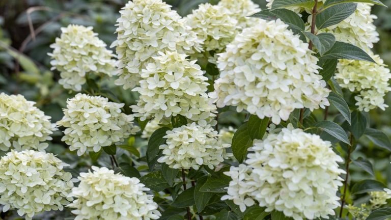 Quand tailler les hortensias phares – pour des arbustes sains et les meilleures fleurs