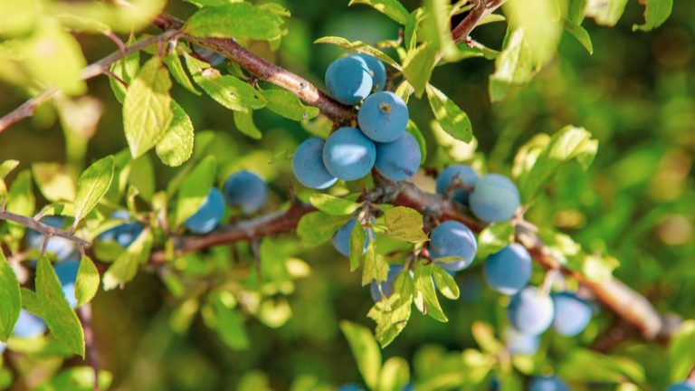 Comment tailler les myrtilles pour obtenir la meilleure récolte, quel que soit l'âge de la plante