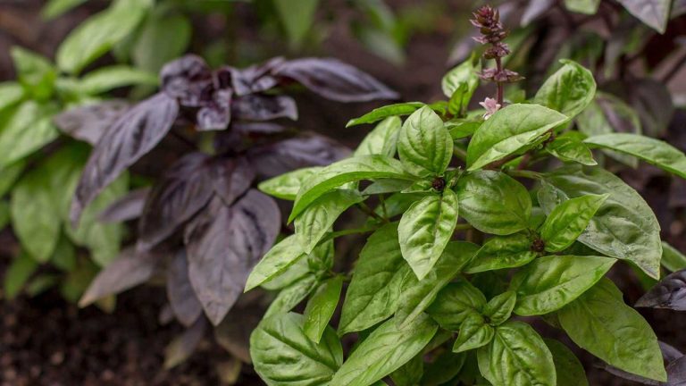 Comment conserver les graines de basilic – pour faire pousser de nouvelles herbes gratuitement