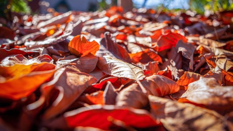 Que faire des feuilles mortes – pourquoi ne pas les utiliser pour protéger vos plantes en hiver ?