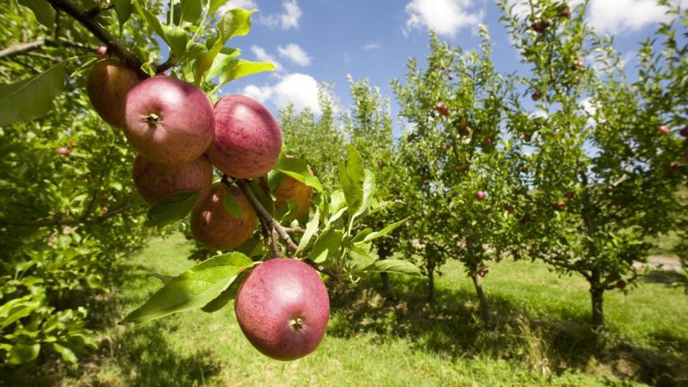 6 erreurs de taille d’arbres fruitiers qui affecteront votre récolte – et des conseils d’experts pour les éviter