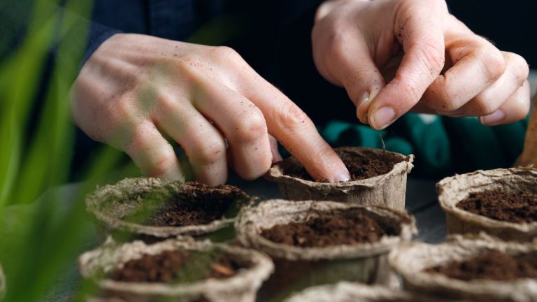 7 plantes à semer en novembre – fleurs et légumes que vous pouvez semer ce mois-ci