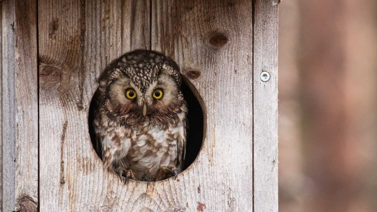 Nichoirs pour chouettes – un guide expert pour en ajouter un à votre jardin
