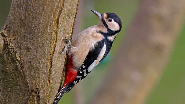 Comment attirer les pics – 3 conseils respectueux de la faune à essayer dans votre jardin