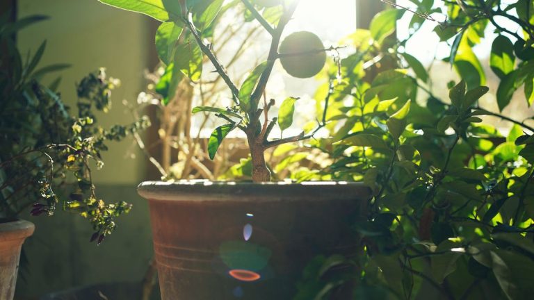 7 plantes à rentrer en novembre – pour hiverner et se protéger des gelées
