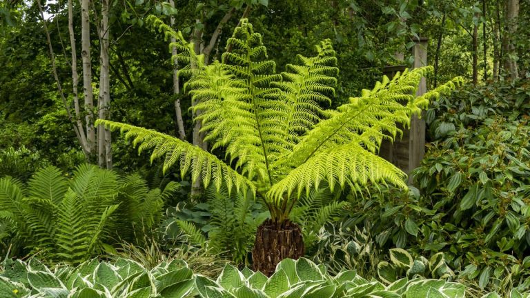 Comment hiverner les fougères arborescentes – deux façons de protéger ces plantes tropicales du gel